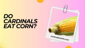 do cardinals eat corn