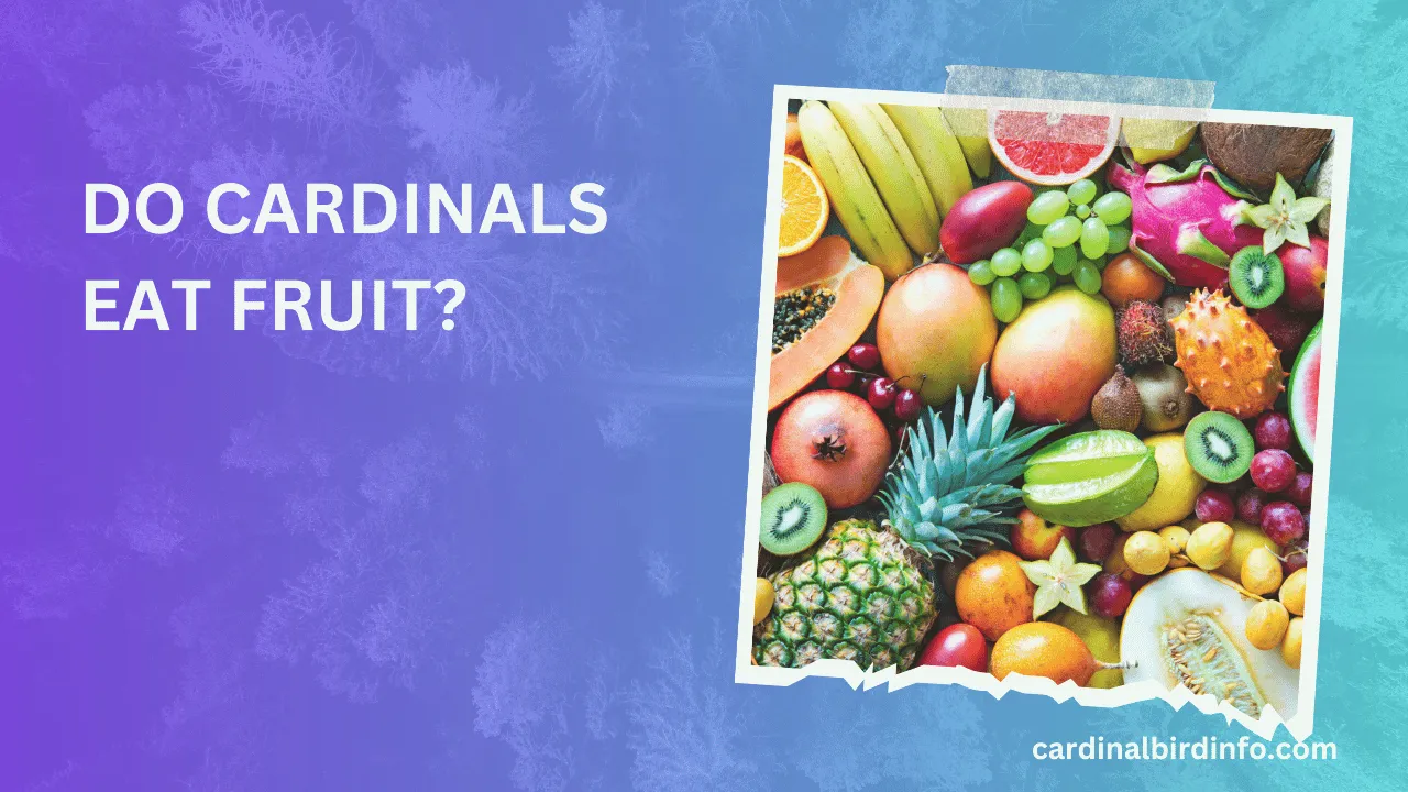 do cardinals eat fruit