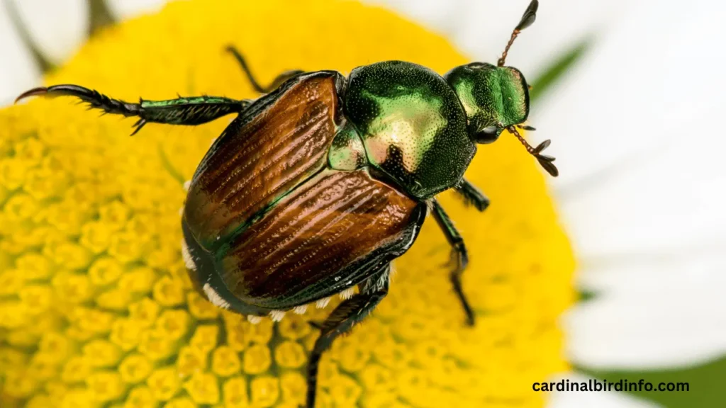 Do Cardinals Eat Japanese Beetles? (Answered)