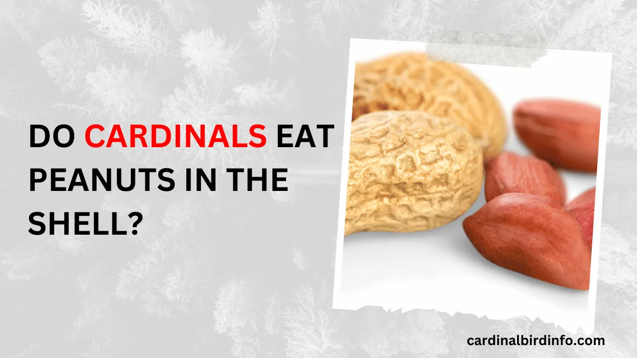 do cardinals eat peanuts in the shell