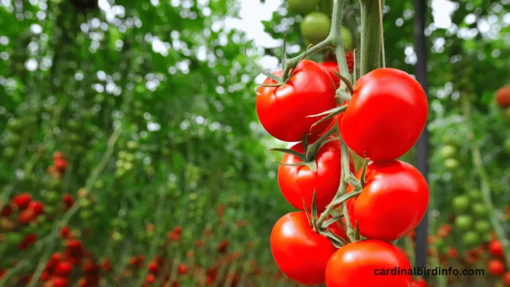 do cardinals eat tomatoes