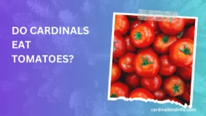 do cardinals eat tomatoes