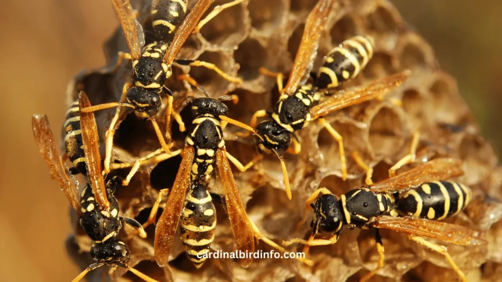 Do Cardinals Eat Wasps? (Answered)