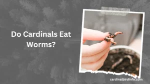 do cardinals eat worms