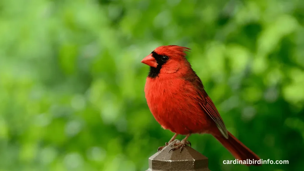 Do Cardinals Have Teeth? (Revealed)