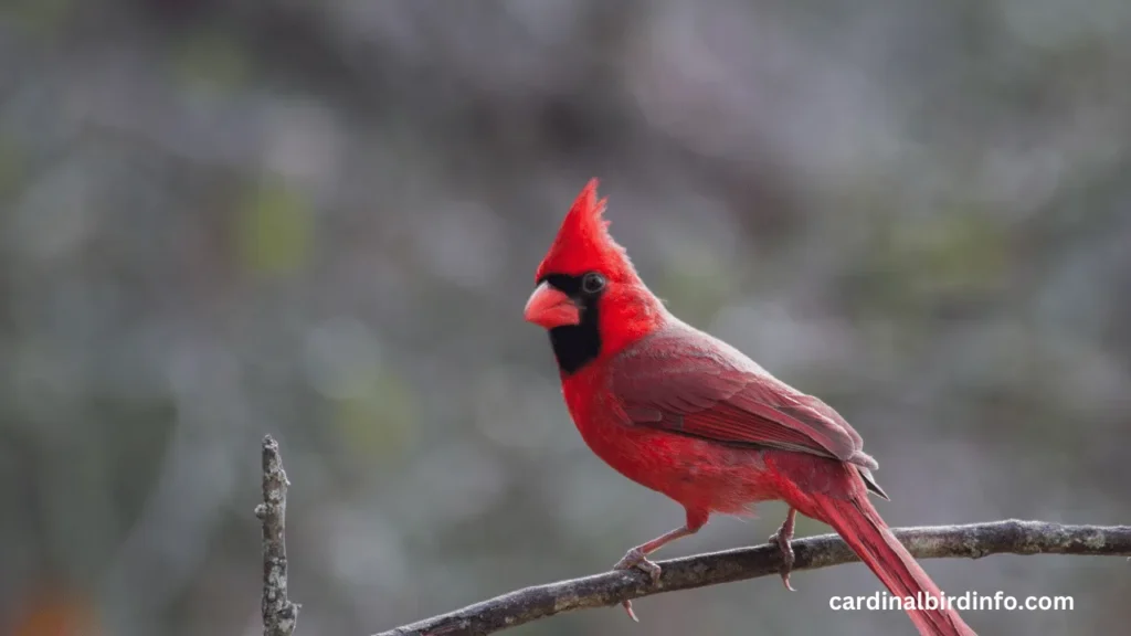 Do Cardinals Have Teeth? (Revealed)