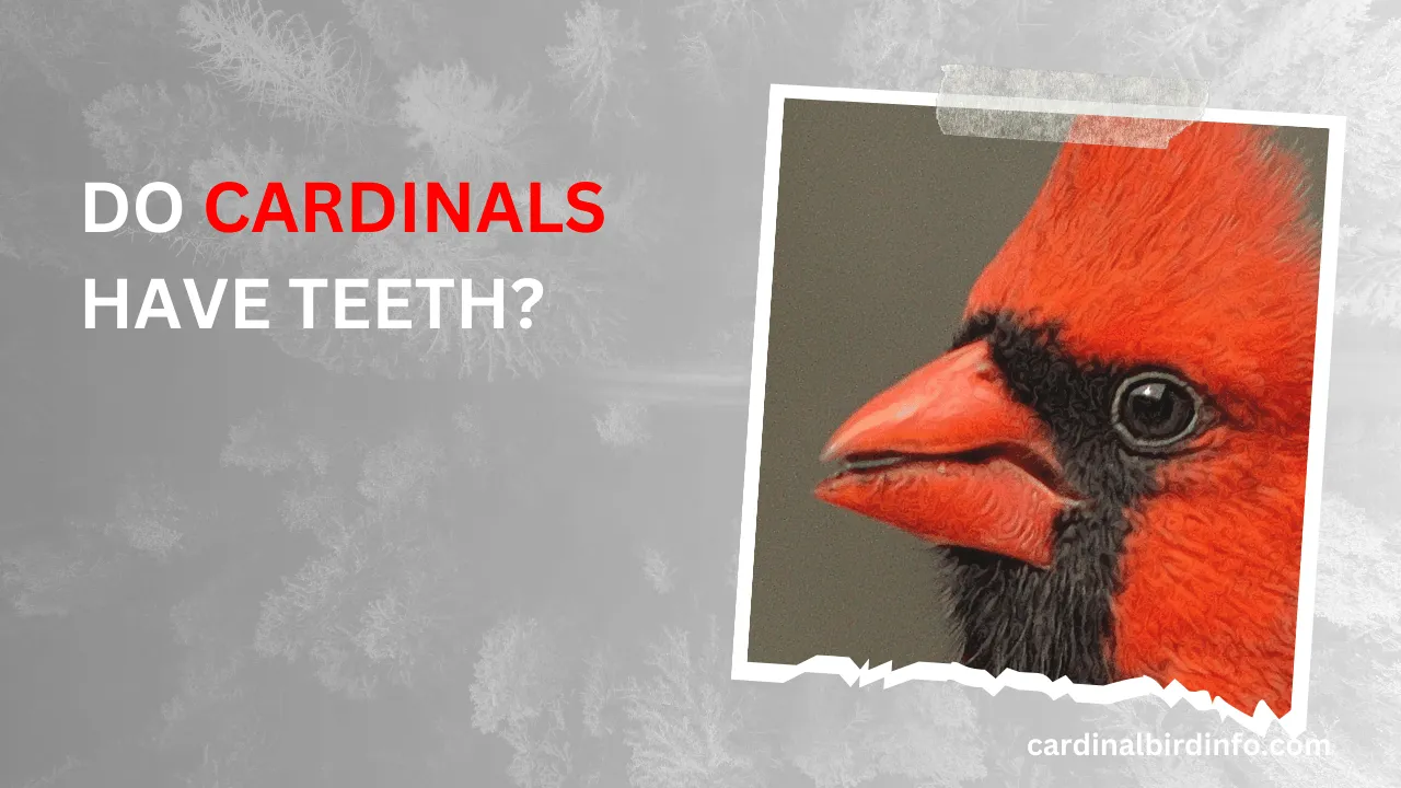 do cardinals have teeth