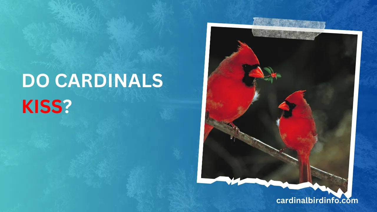 do cardinals kiss