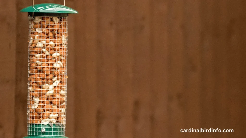 Do Cardinals Like Bird Feeders