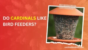 Do Cardinals Like Bird Feeders