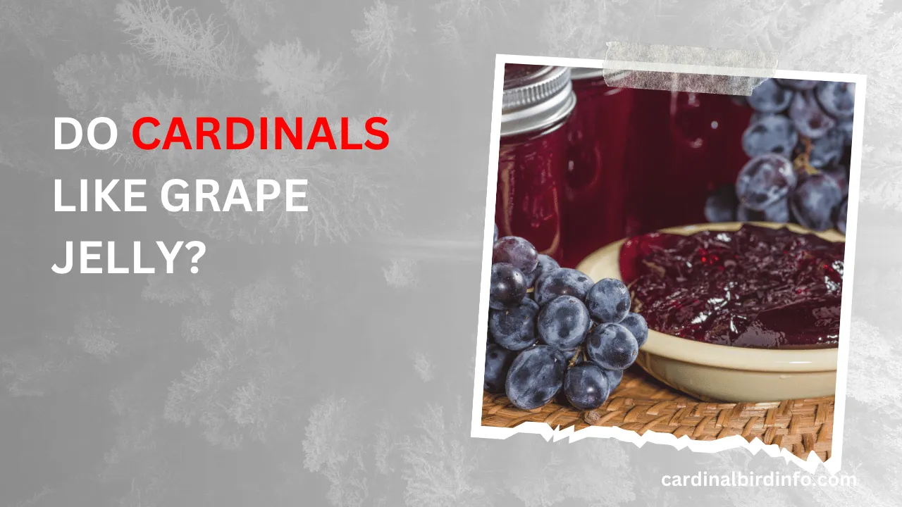 Do Cardinals Like Grape Jelly