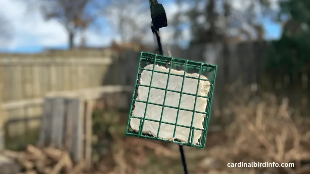 Do Cardinals Like Suet