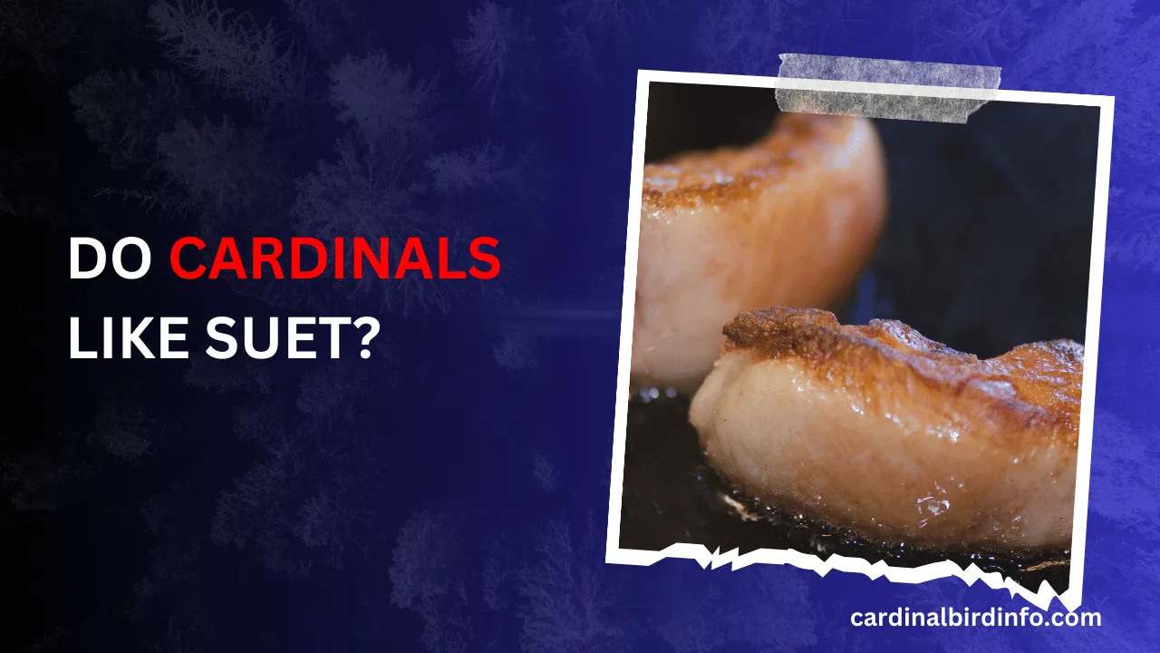 Do Cardinals Like Suet?