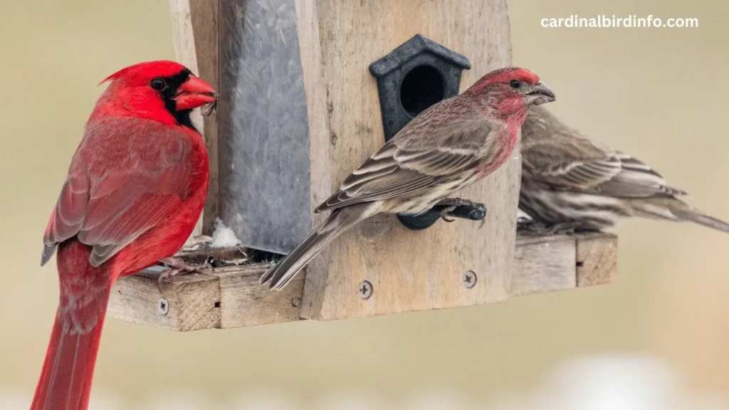 do cardinals live in birdhouses