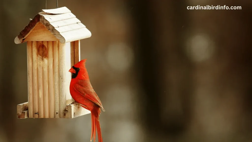 do cardinals live in birdhouses