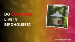 do cardinals live in birdhouses