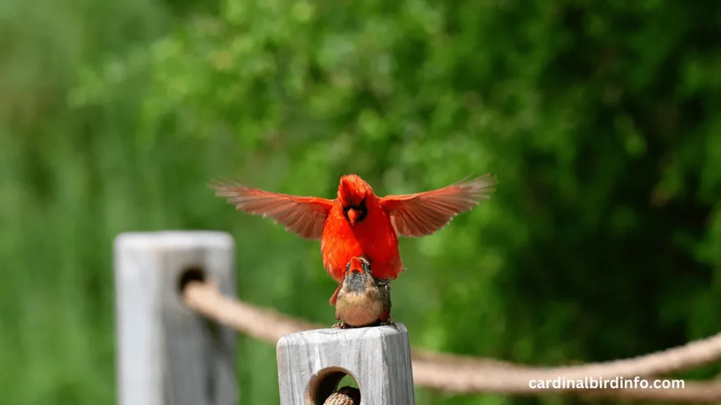 do cardinals mate for life