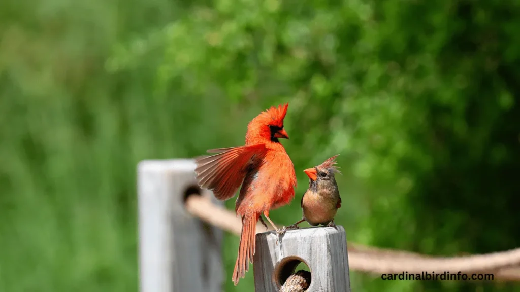 do cardinals mate for life