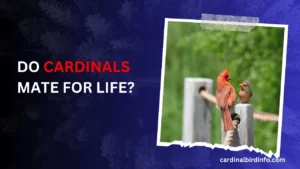 do cardinals mate for life