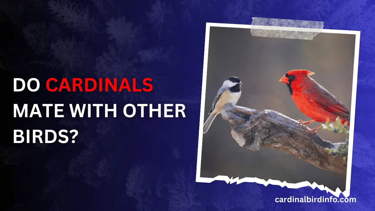 do cardinals mate with other birds