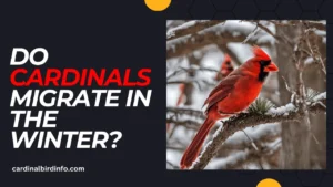 do cardinals migrate in the winter