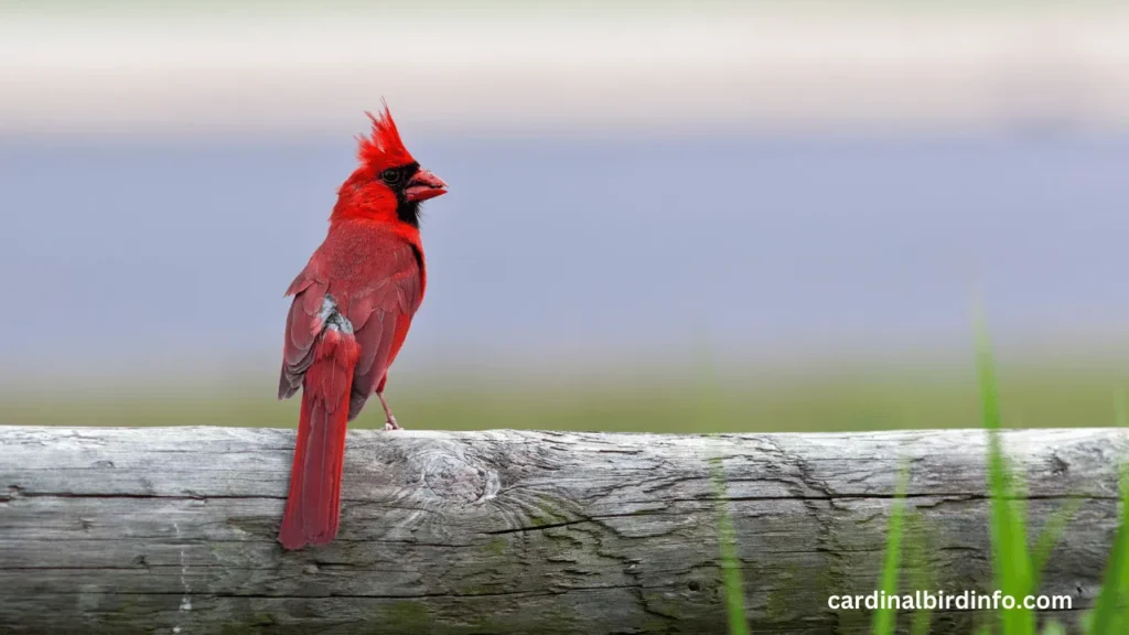 do cardinals mourn the loss of a mate