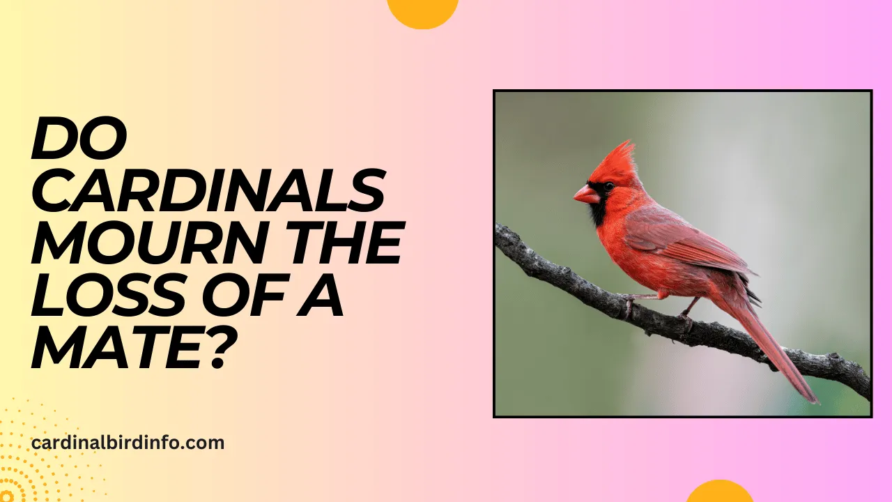 Do Cardinals Mourn the Loss of a Mate