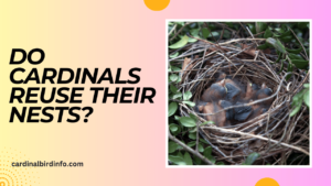 do cardinals reuse their nests