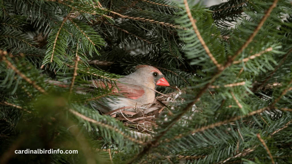 do cardinals reuse their nests