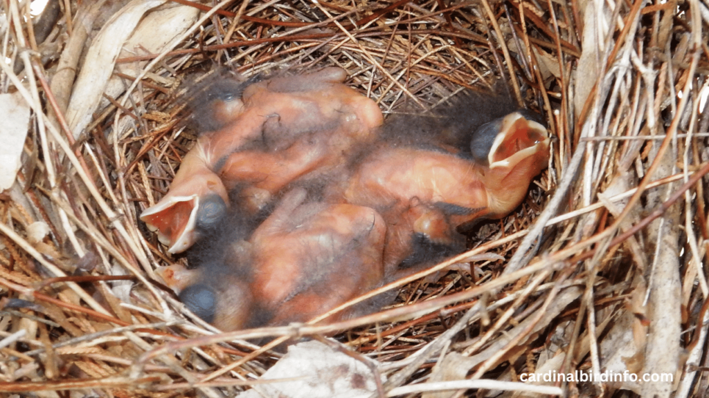 do cardinals reuse their nests