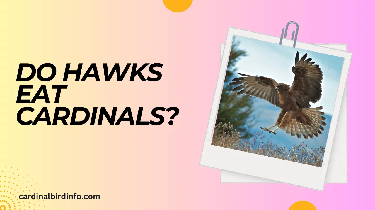 do hawks eat cardinals