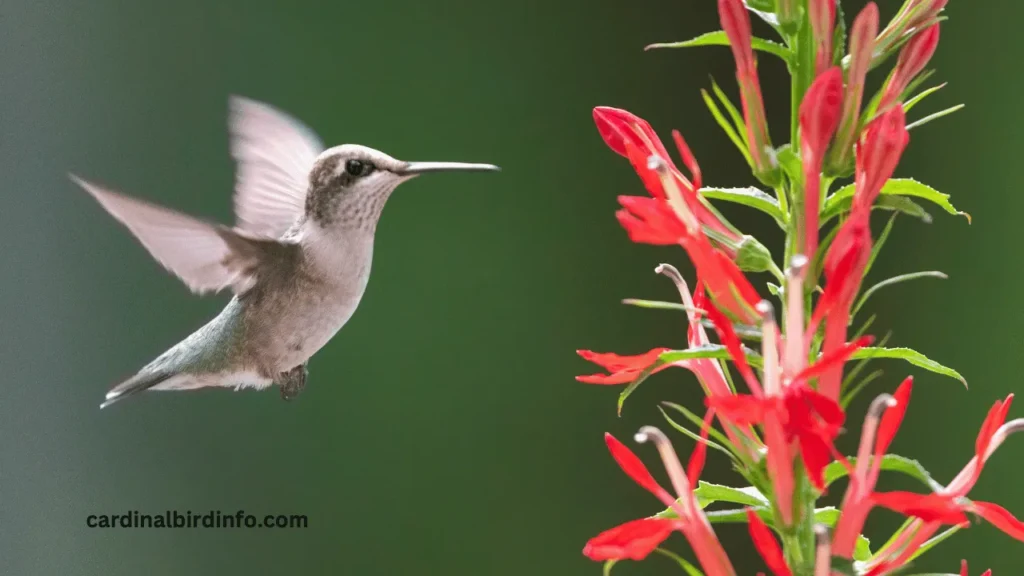 do hummingbirds and cardinals get along