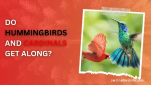 do hummingbirds and cardinals get along