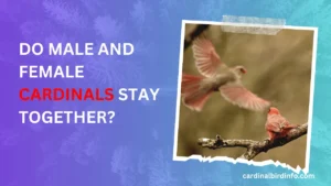 Do male and female cardinals stay together