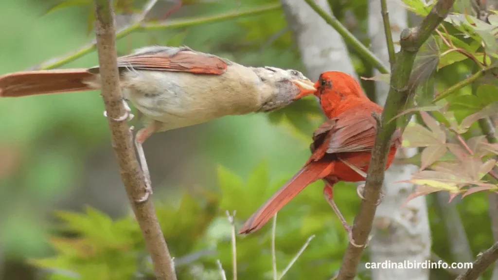 do male cardinals feed their young