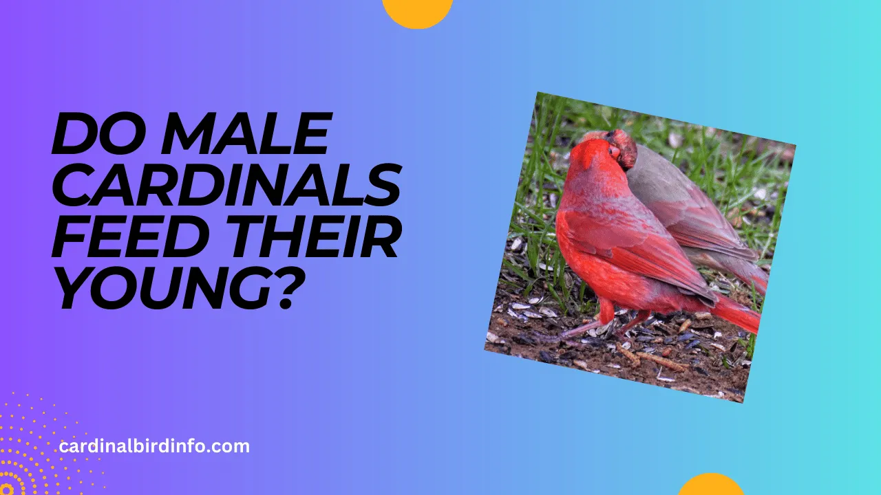 do male cardinals feed their young