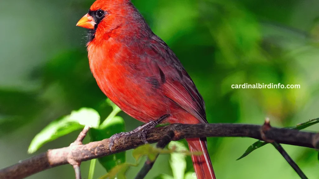 how do you address a cardinal