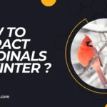 how to attract cardinals in winter