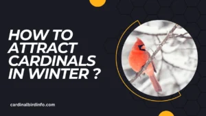 how to attract cardinals in winter