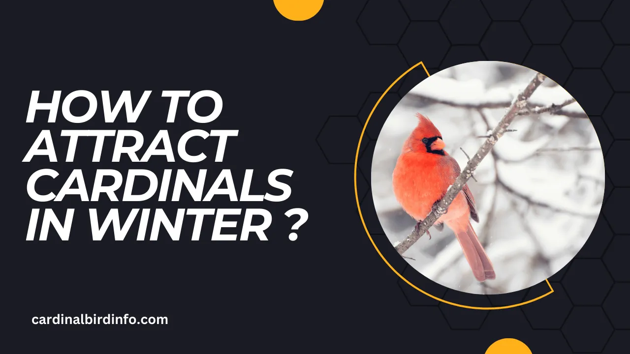 how to attract cardinals in winter