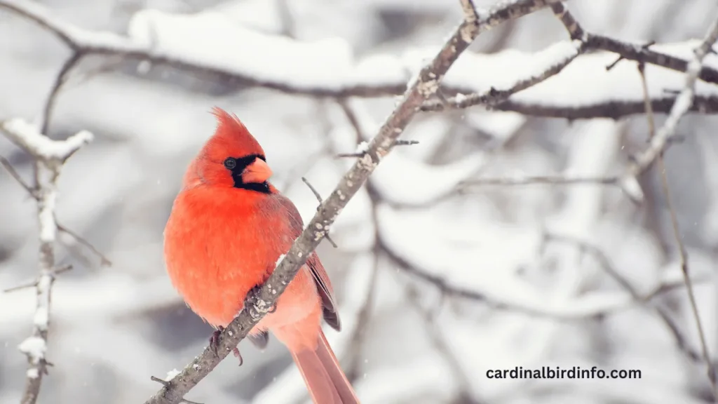 How To Attract Cardinals In Winter