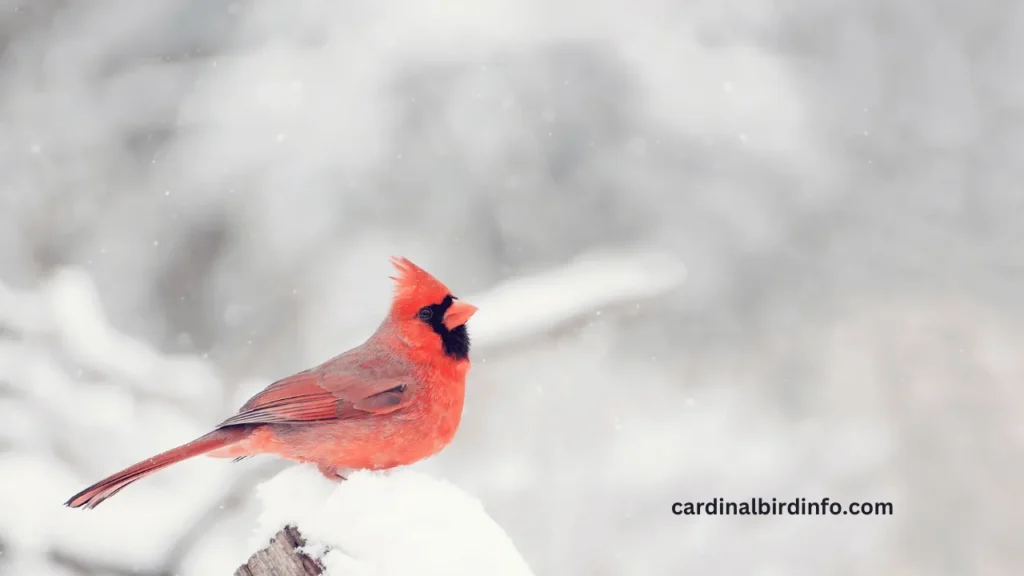 How To Attract Cardinals In Winter