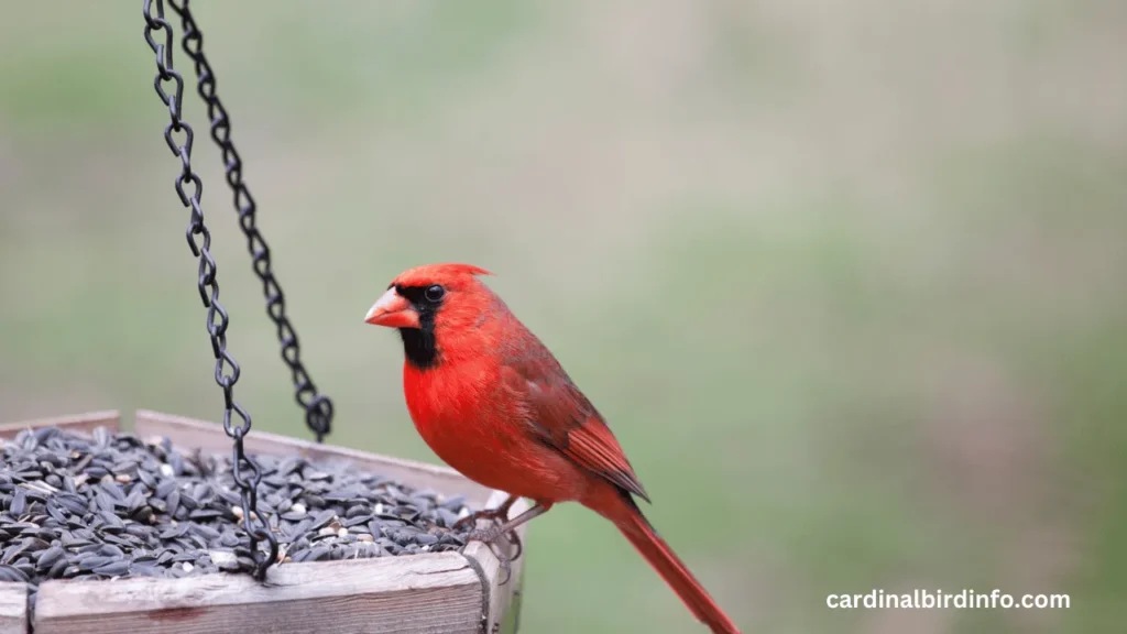 how to attract cardinals to a bird feeder