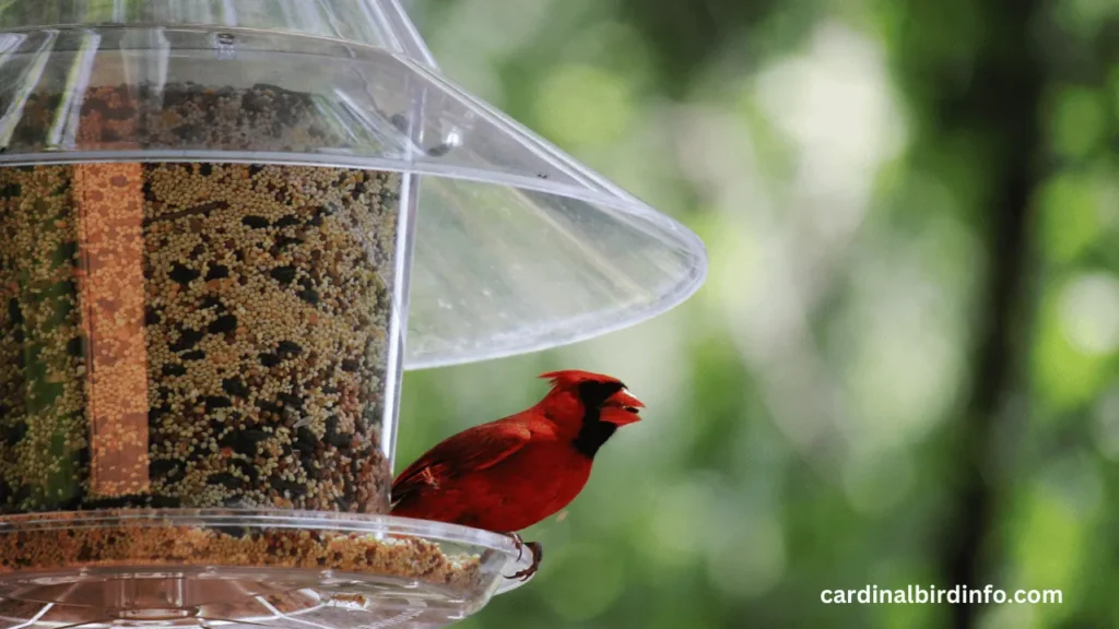 how to attract cardinals to a bird feeder