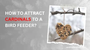 how to attract cardinals to a bird feeder