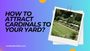 How To Attract Cardinals To Your Yard