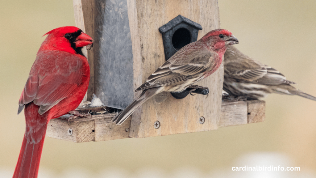 how to build a birdhouse for cardinals