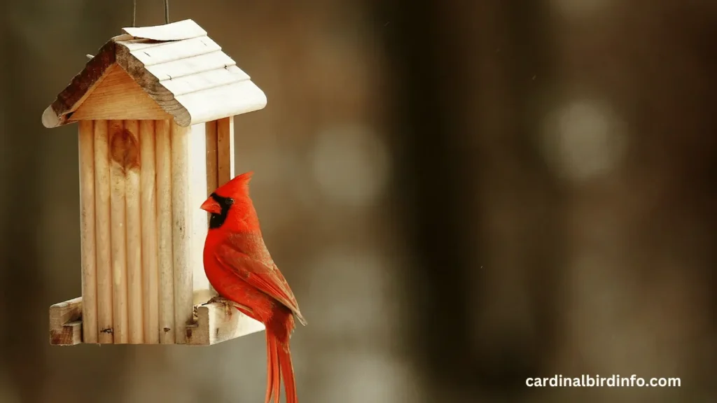 how to get rid of cardinals