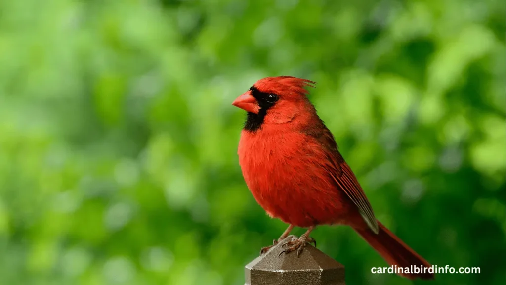 how to get rid  of cardinals