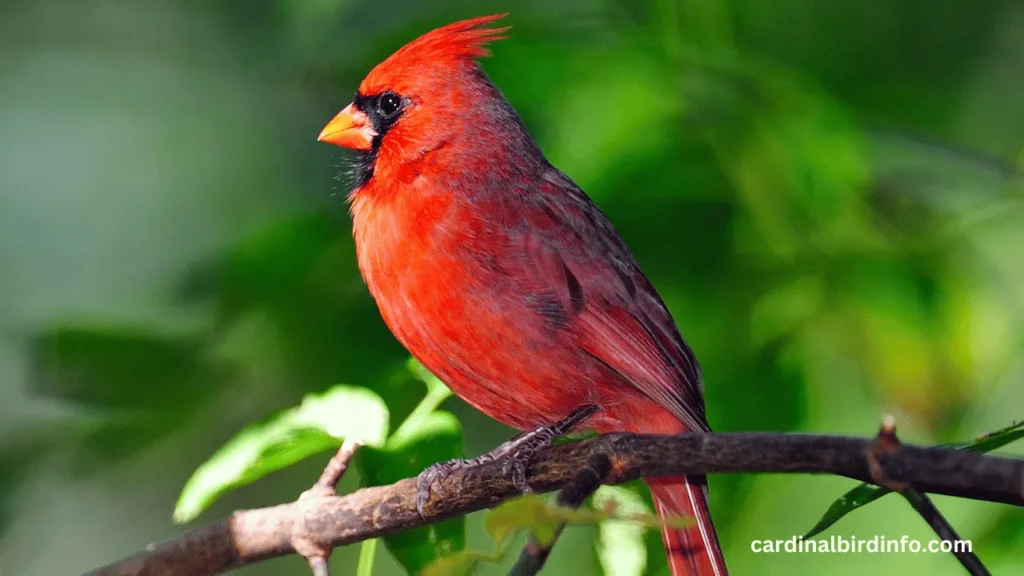 how to keep cardinals away